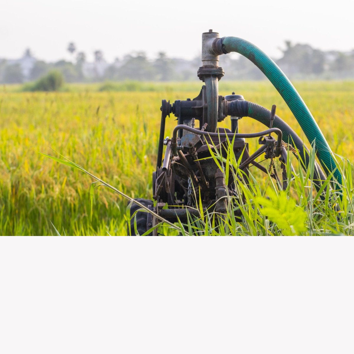 Water pump irrigating a green field in rural India - water pumps and spare parts at TMM Trades